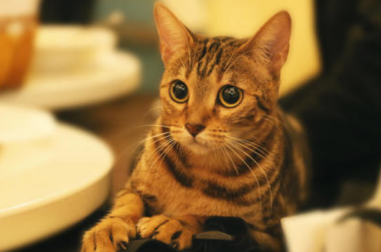 猫能吃鱿鱼吗
