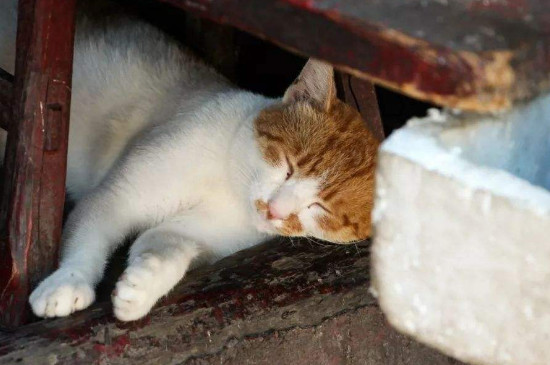 猫不吃食只喝水卧睡