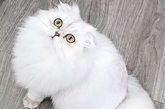 猫咪白细胞低什么原因