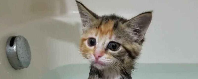 小猫能洗澡吗，小猫多大可以洗澡