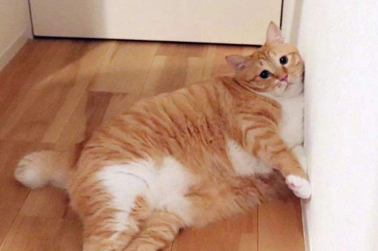 为什么橘猫容易胖