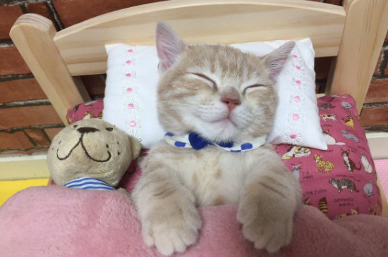 猫每天睡多久