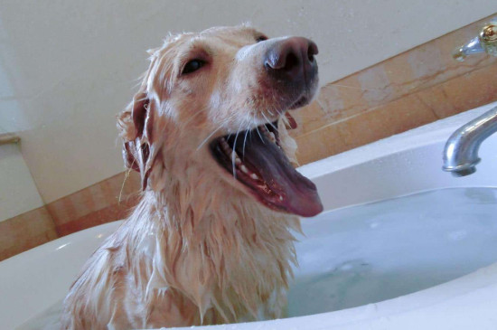 如何给狗狗洗澡，怎么给小狗洗澡