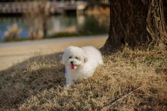 比熊犬怎么养，新人养比熊犬注意事项