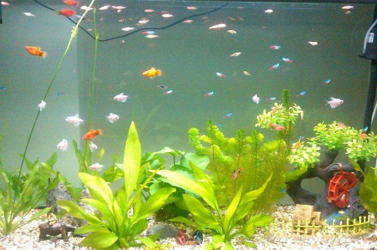 生态鱼缸多久换一次水