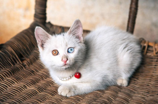 家里为什么不能养白猫