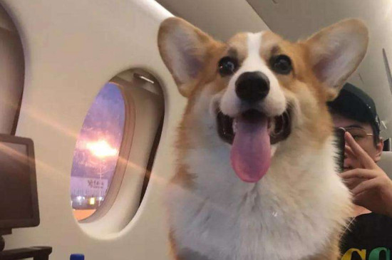 带宠物上飞机需要什么手续