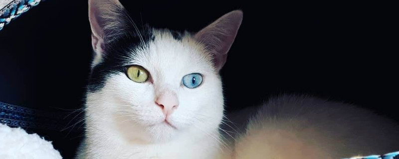 异色瞳猫罕见吗
