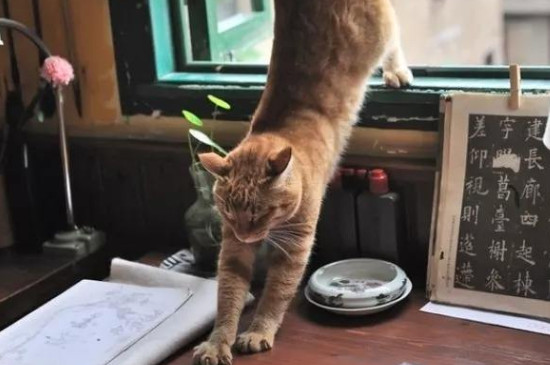 猫怕黄瓜是什么原因