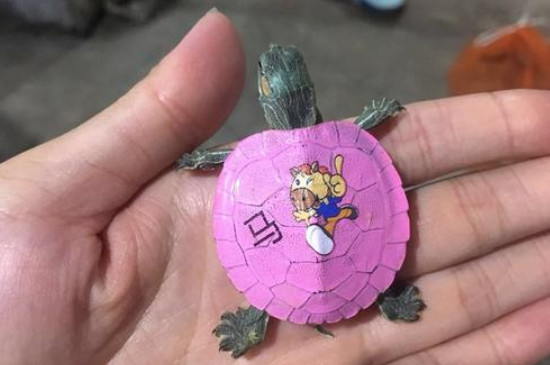 巴西龟彩绘怎么弄掉