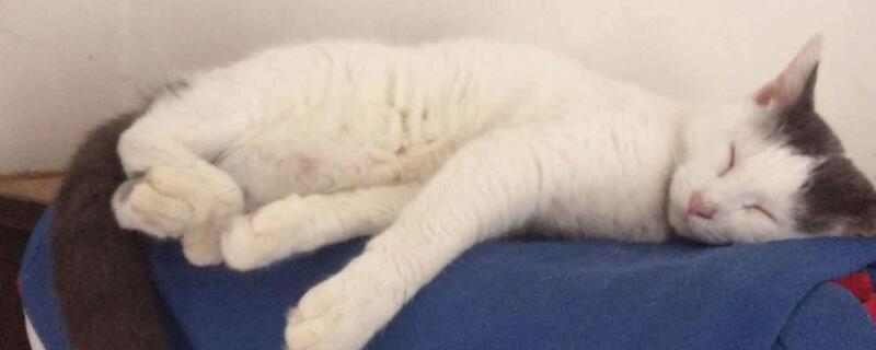 猫传腹会传染吗，猫传腹要隔离其他猫吗