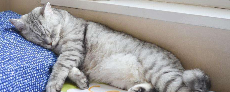 猫咪喜欢睡枕头原因，猫咪为啥爱睡主人的枕头