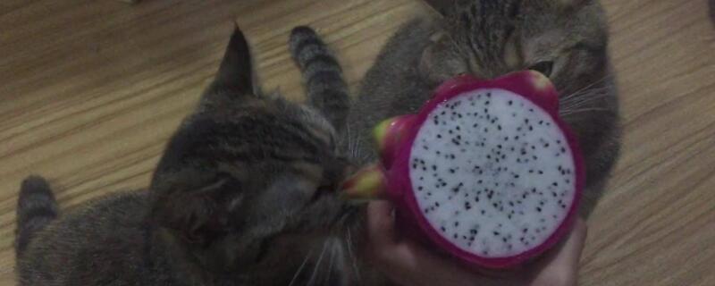 猫可以吃火龙果吗