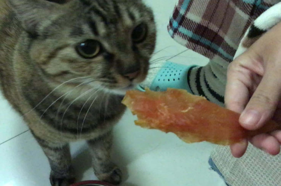 猫吃肉吗