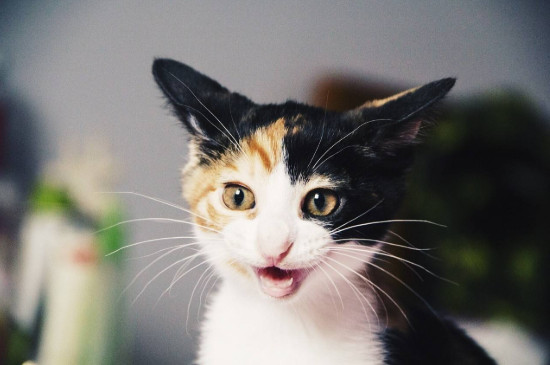 猫的呼噜声是什么意思，猫咪呼噜声代表什么