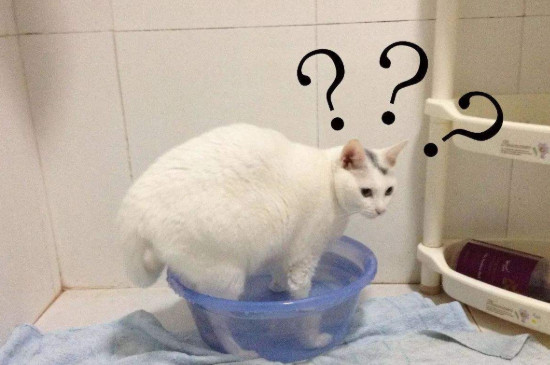 猫能喝热水吗