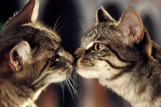猫闻主人嘴是为什么，猫咪喜欢鼻子凑主人嘴的原因