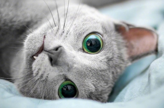 蓝猫眼睛颜色有几种