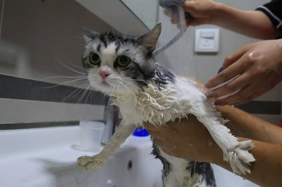 给猫咪洗澡注意什么