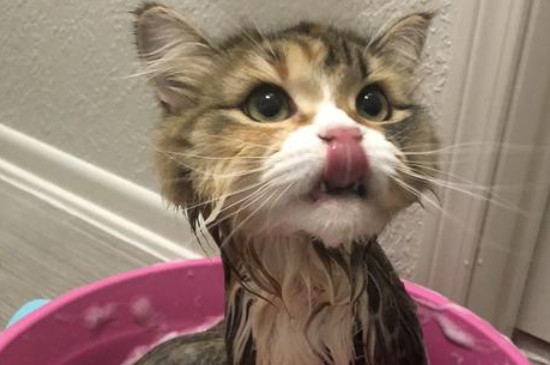 给猫咪洗澡注意什么