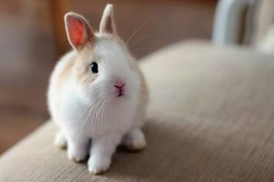 道奇兔和侏儒兔区别