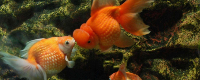 金鱼是哪种鱼培育出来的
