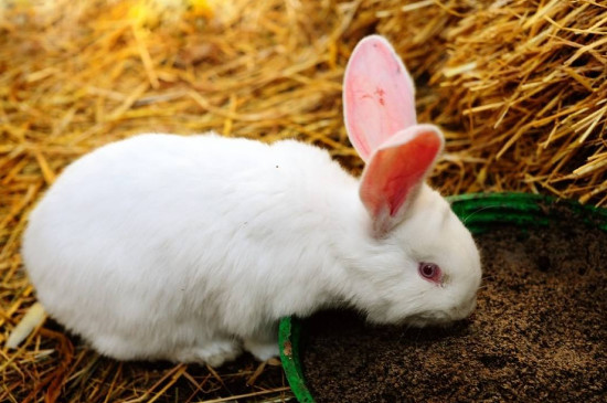 兔子一天吃多少，兔子每天吃多少合适
