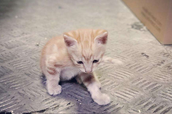 幼猫一天吃多少猫粮