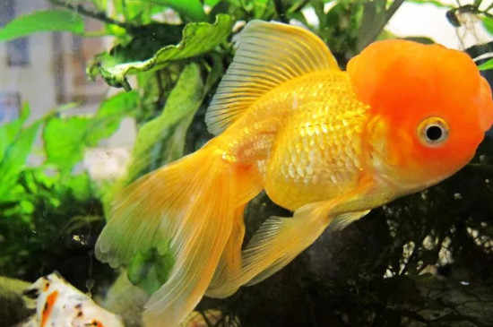 金鱼和热带鱼能混养吗