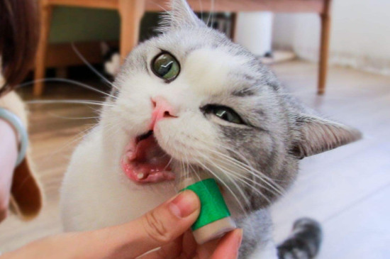 猫为什么喜欢猫薄荷