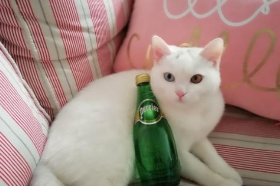猫能喝酒吗，给猫咪喝酒有什么危害