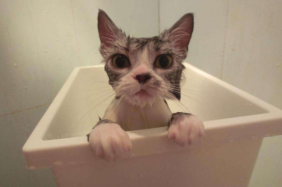 猫几个月可以洗澡