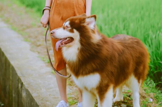 狗狗可以坐高铁吗