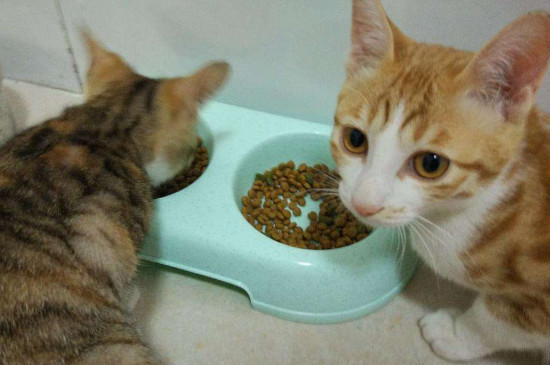 猫除了吃猫粮还吃什么