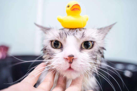 怎么给猫咪洗澡