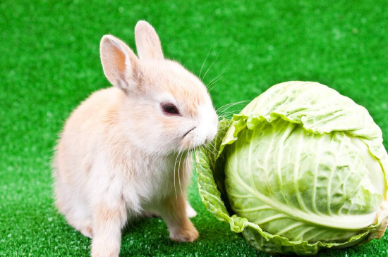 小兔子吃什么食物