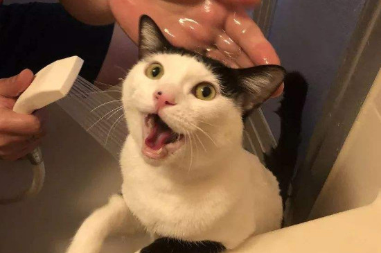猫怎么洗澡，如何给宠物猫洗澡