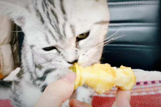 猫可以吃水果吗