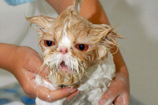 小猫可以洗澡吗