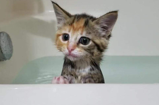 小猫可以洗澡吗