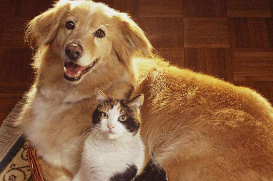 养猫和养狗的区别
