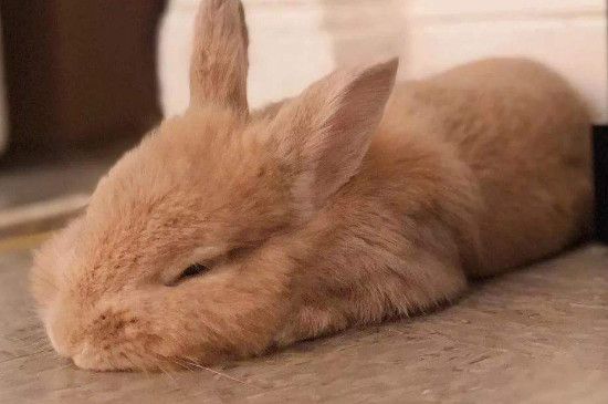 兔子睡觉闭眼睛吗