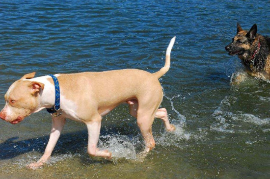 狗会游泳吗