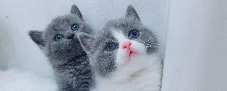 蓝白猫是什么品种