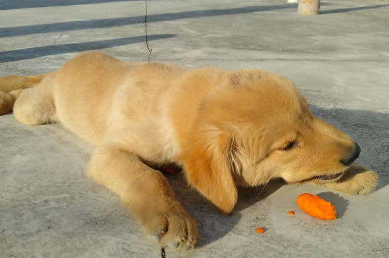 狗能吃萝卜吗