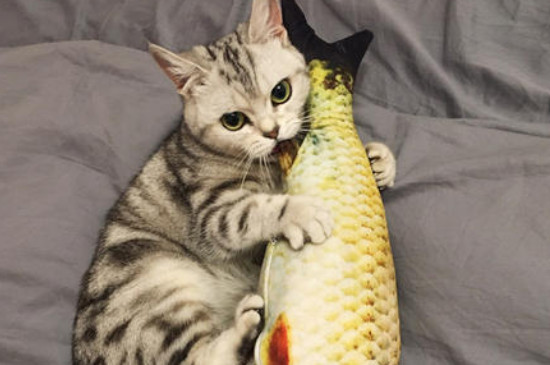 猫吃鱼为什么不怕刺