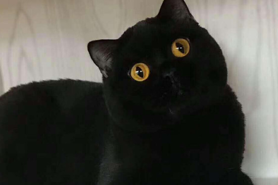 黑色的猫是什么品种