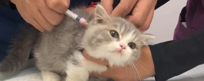 小猫多大打疫苗