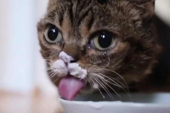 猫可以喝酸奶嘛