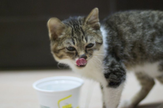 猫可以喝酸奶嘛